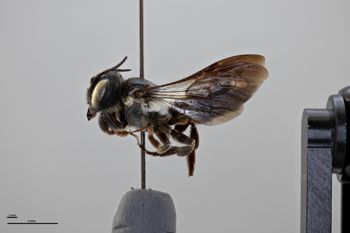 Media type: image;   Entomology 788774 Aspect: habitus lateral view